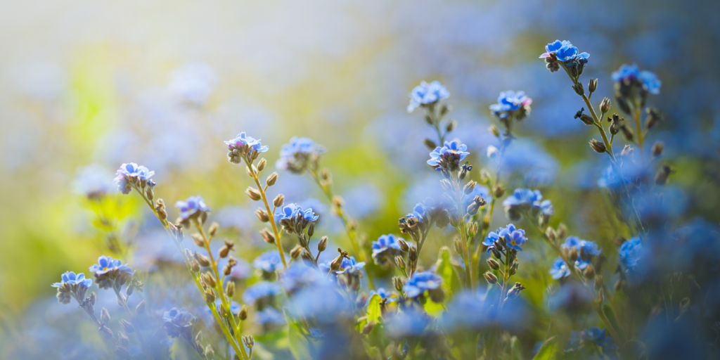 Blaue Blumen natürlich heilen